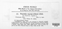 Puccinia mariae-wilsoni image